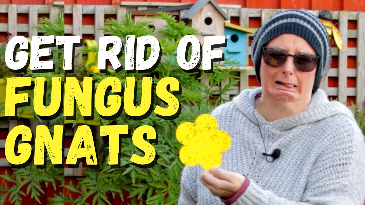 Get rid of fungus gnats