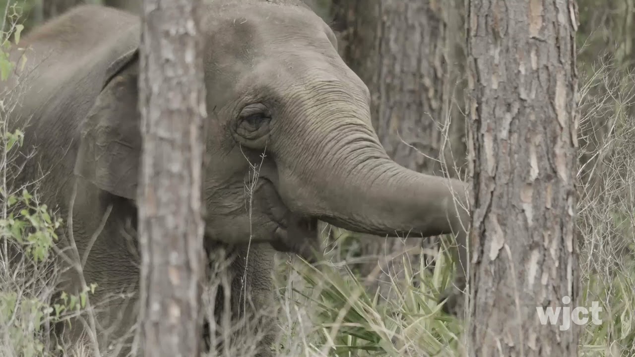 Former Circus Elephants Arrive At White Oak Conservation