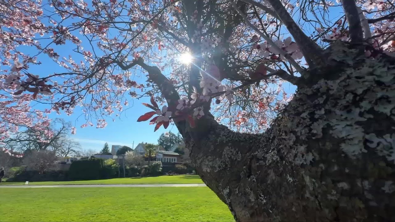 Community outcry after branches wrenched from trees in Esquimalt ahead of wedding