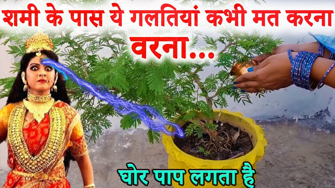 शमी के पौधे में ये 3 गलती कभी मत करना शनिदेव हो जाते हैं क्रोधित ऐसा अनर्थ मत करना Shami plant