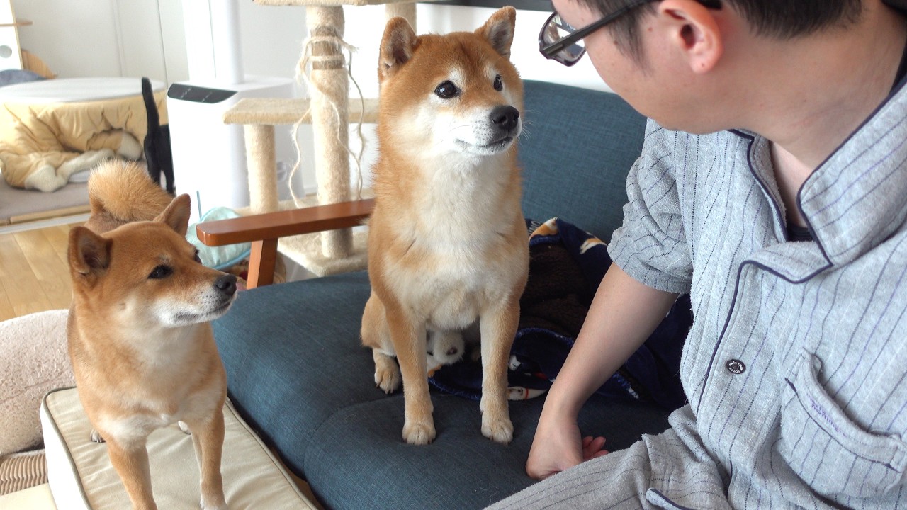 柴犬はパパの異変に気づきました