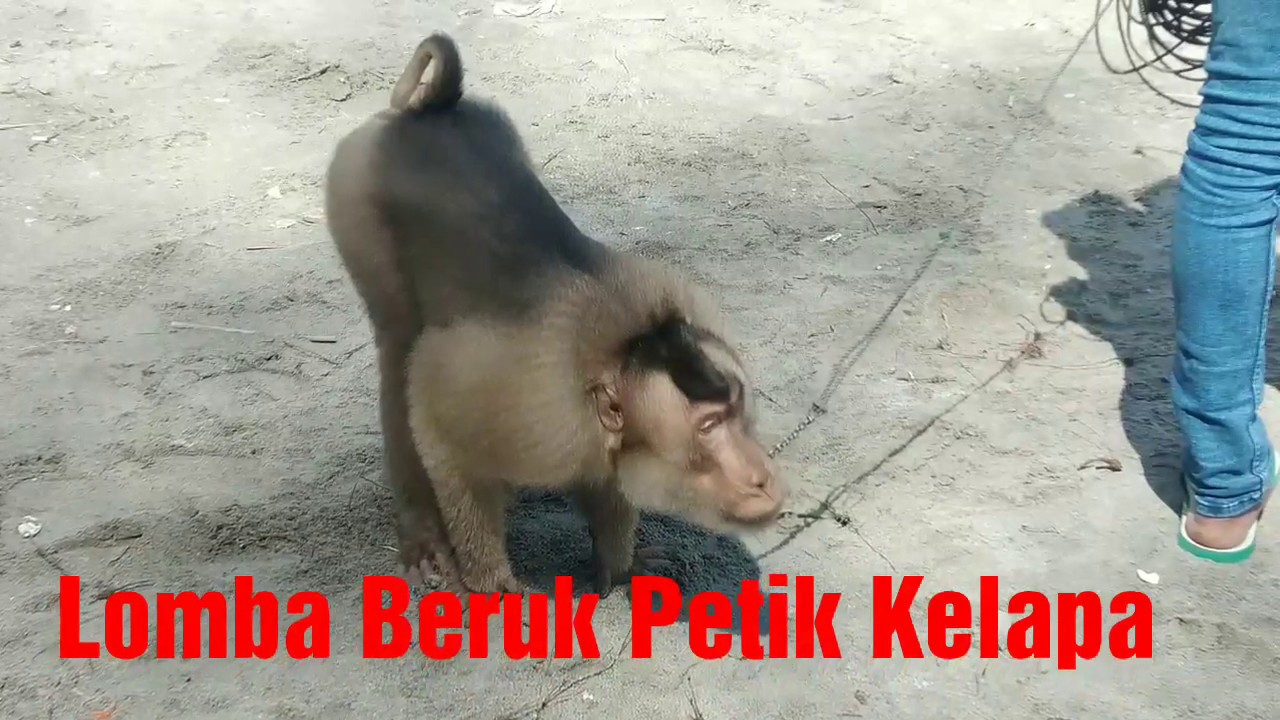 Lomba Unik di Pariaman, Lomba Beruk/Monyet Petik Buah Kelapa