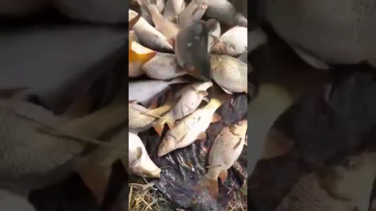 Ladhus Fish || Big Size  Fish || Fish Sound @illegalfarmingboy #shorts