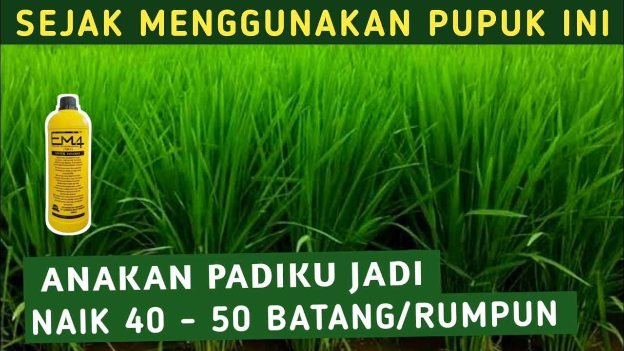 PAKAI PUPUK INI SEBELUM TANAM BIKIN PADI LANGSUNG NGLILER PADI 3 KALI LIPAT CEPAT SUBUR
