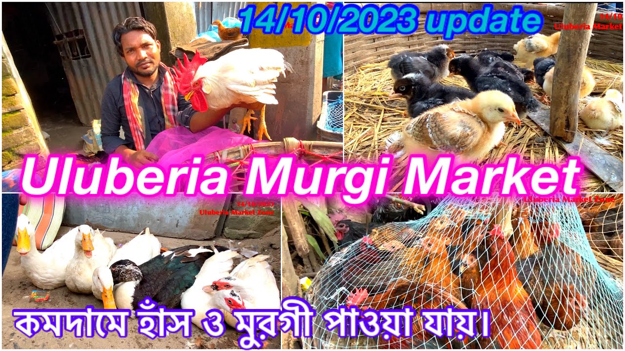 Uluberia Murgi Market Uluberia pet Market 14/10/2023 price update today #cheapestprice #murgi#market