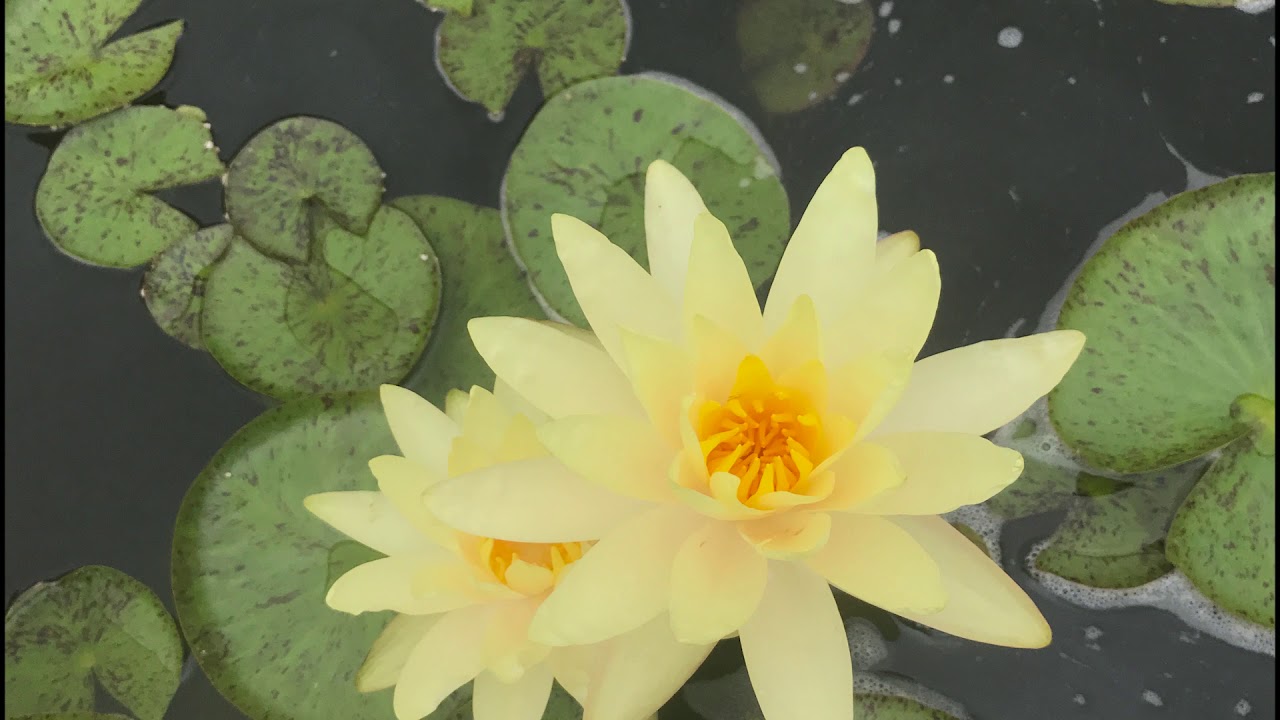 DIY How to build a backyard koi fish pond