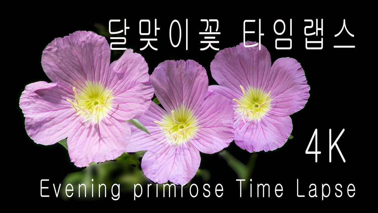 4K 달맞이꽃 타임랩스 // Evening primrose Blooming Time lapse