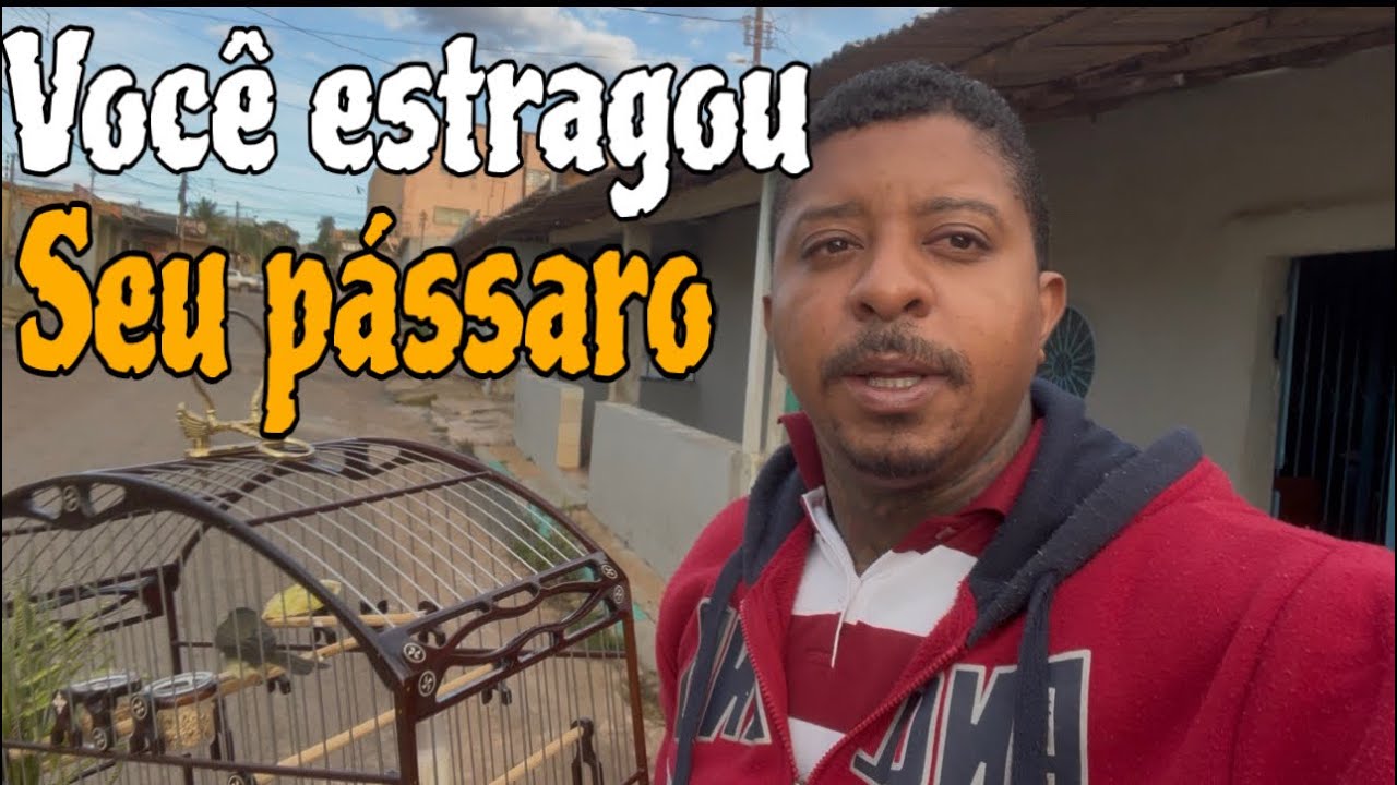 E POR ISSO QUE O SEU COLEIRO E PAPA CAPIM NUNCA APRONTA, E VOCÊ QUE ESTÁ ATRAPALHANDO A AVE @manotom