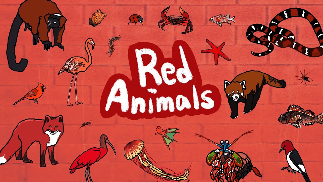 Red Animals | Which creatures are red in color? | Let’s discover red animals | Kids Draw
