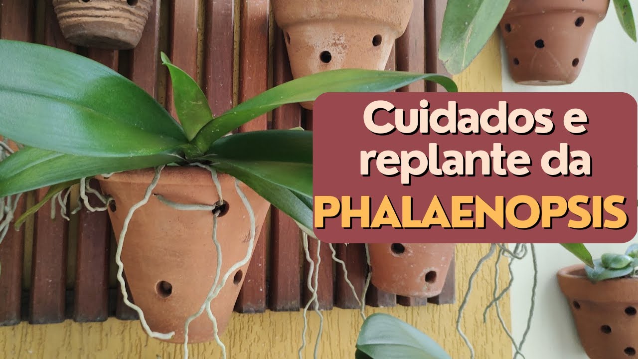 Com essas dicas não vai mais perder Phalaenopsis