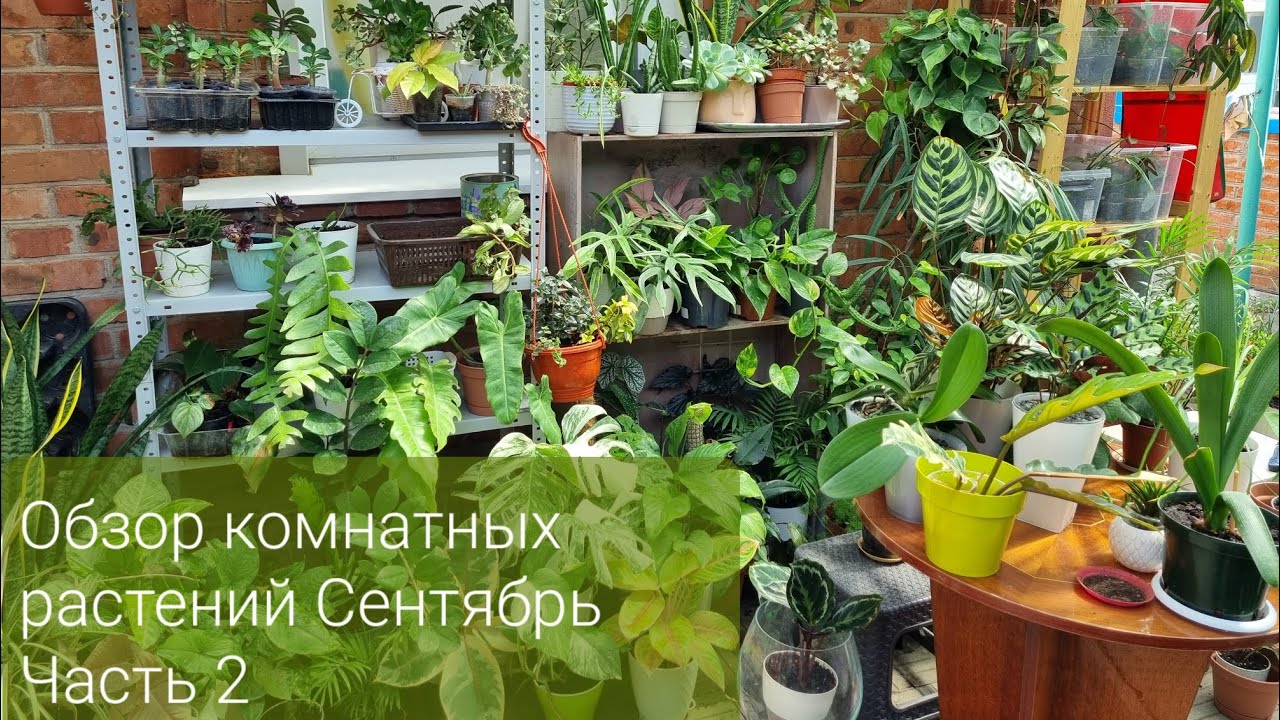 Обзор комнатных растений Сентябрь 2023, Часть 2