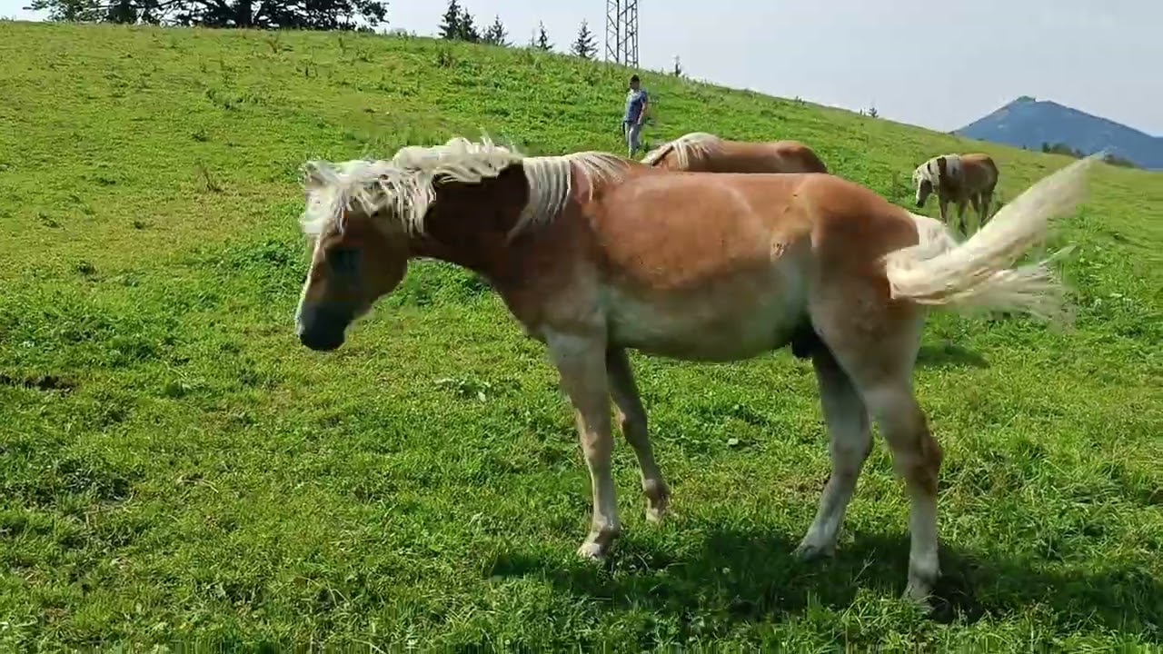 Stingray Haflinger Hengst
