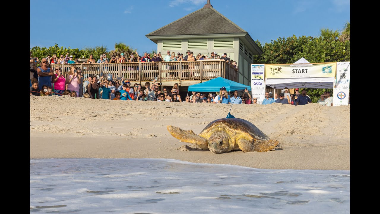 16th Annual Tour de Turtles Underway from Disney&rsquo;s Vero Beach Resort | Walt Disney World
