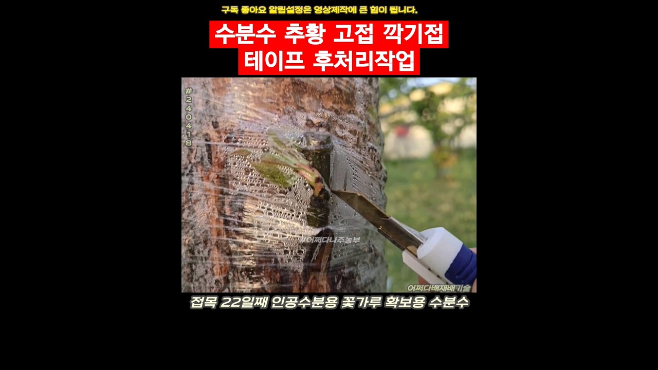 수분수 추황 고접 깍기접 테이프 후처리작업