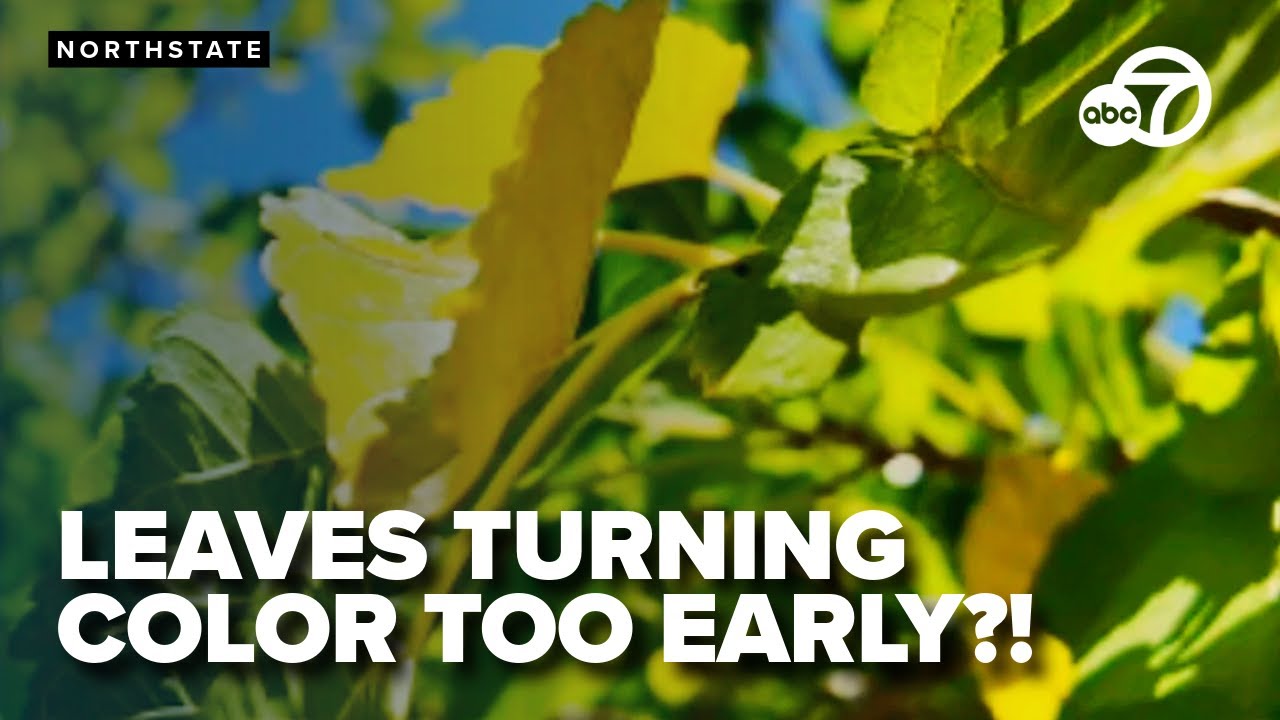 Northern California trees show signs of stress as leaves yellow prematurely