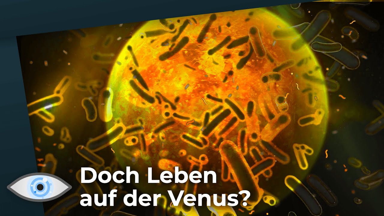 Doch Leben auf der Venus: Ammoniak macht Wolken der Venus bewohnbar?
