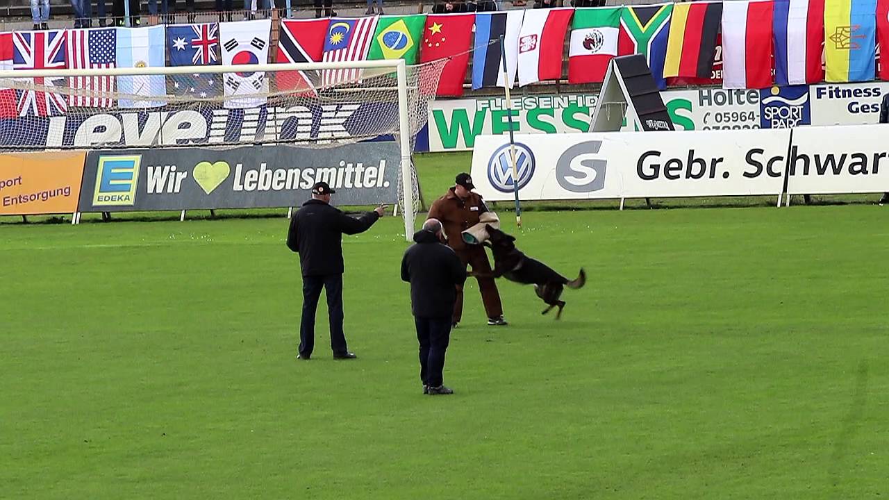 WUSV 2016 Peter Rohde Vucan von Peroh Protection 81P