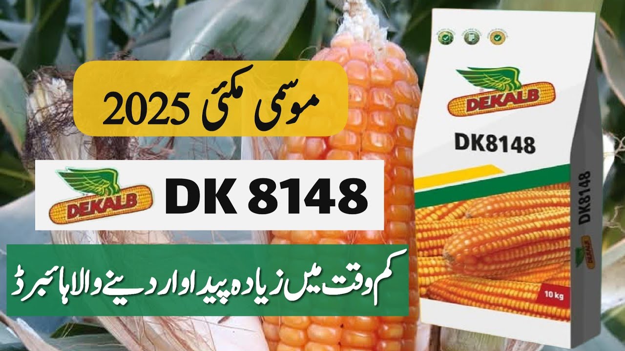 Salient Features of DK 8148 Hybrid Corn Seed || Short Durational Autumn Maize || Crop Informer