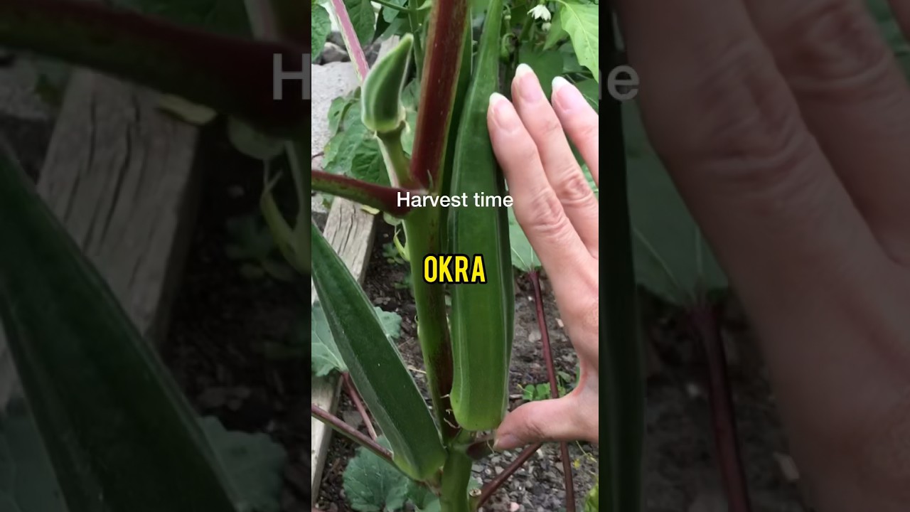 Asmr Harvest Okra in my garden satisfying