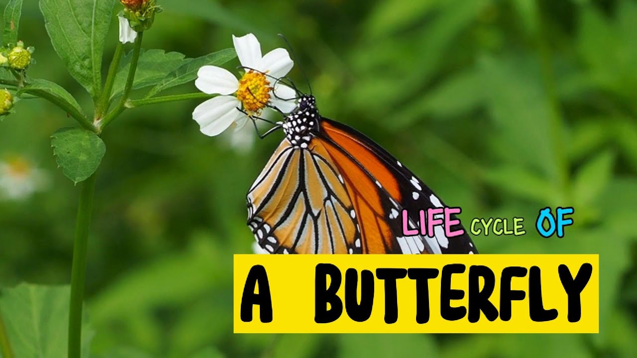 LIFE CYCLE OF A BUTTERFLY