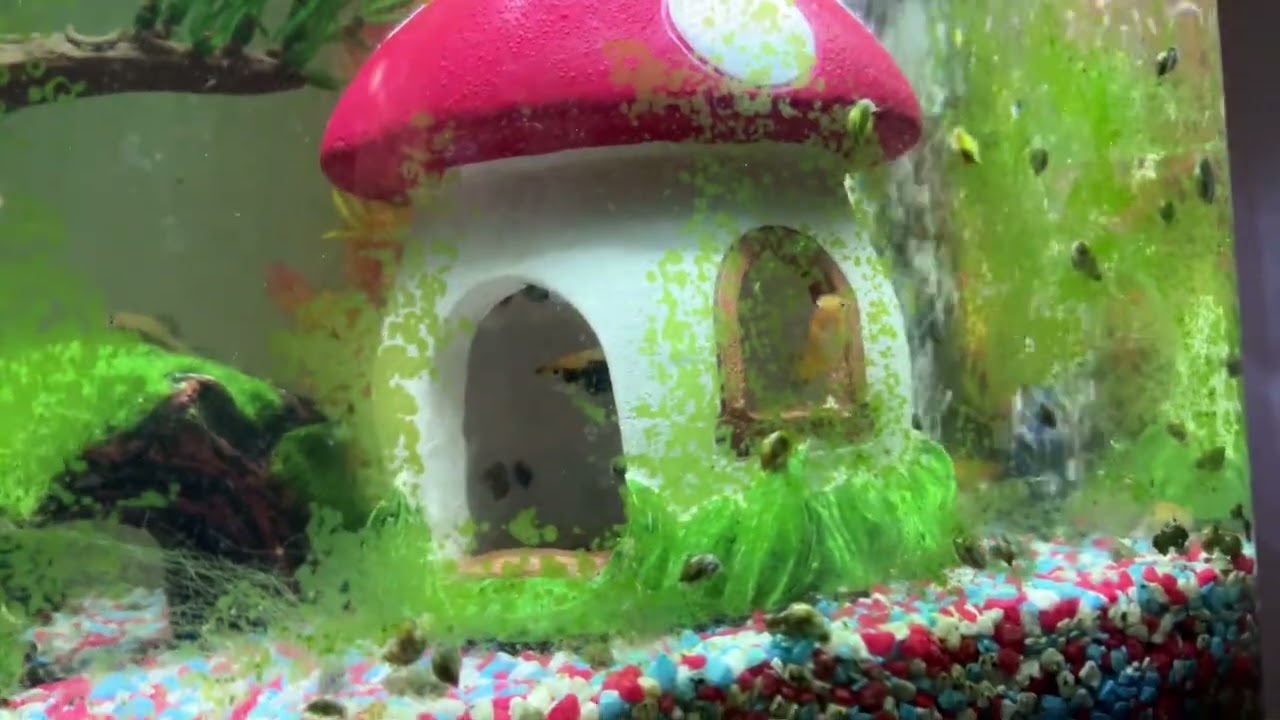 Fish swimming 3 but there is a snail invasion