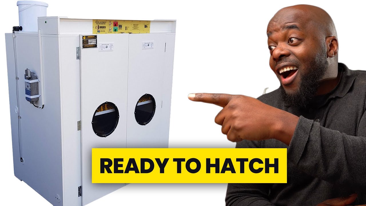 Chicken Farming In Zimbabwe - Egg Hatching Machine: Starting a free range organic egg farm: EP 7