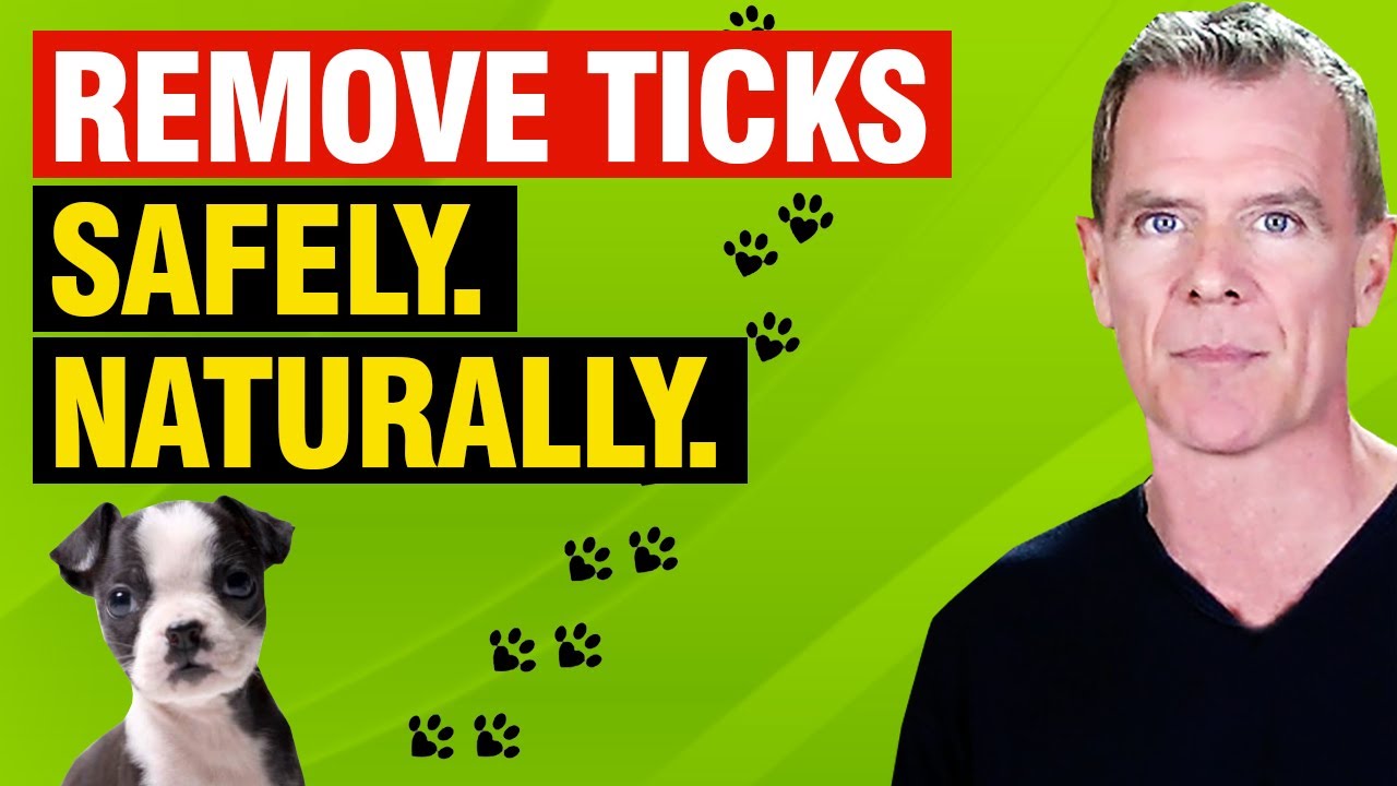 How to Remove Ticks From Your Dog (Safely and Naturally)