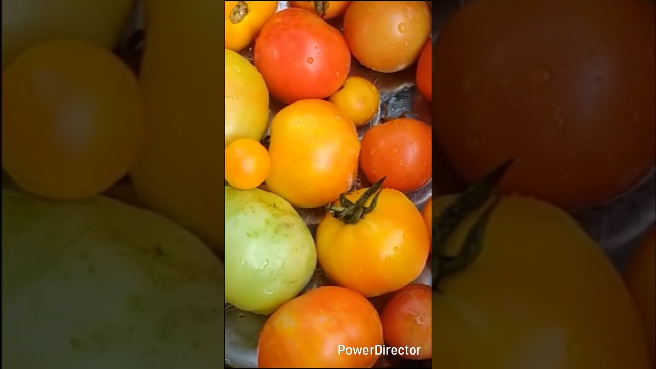 நம்ம வீட்டு தக்காளி 🍅🍅 our Garden Tomatoes🍅🍅🍅