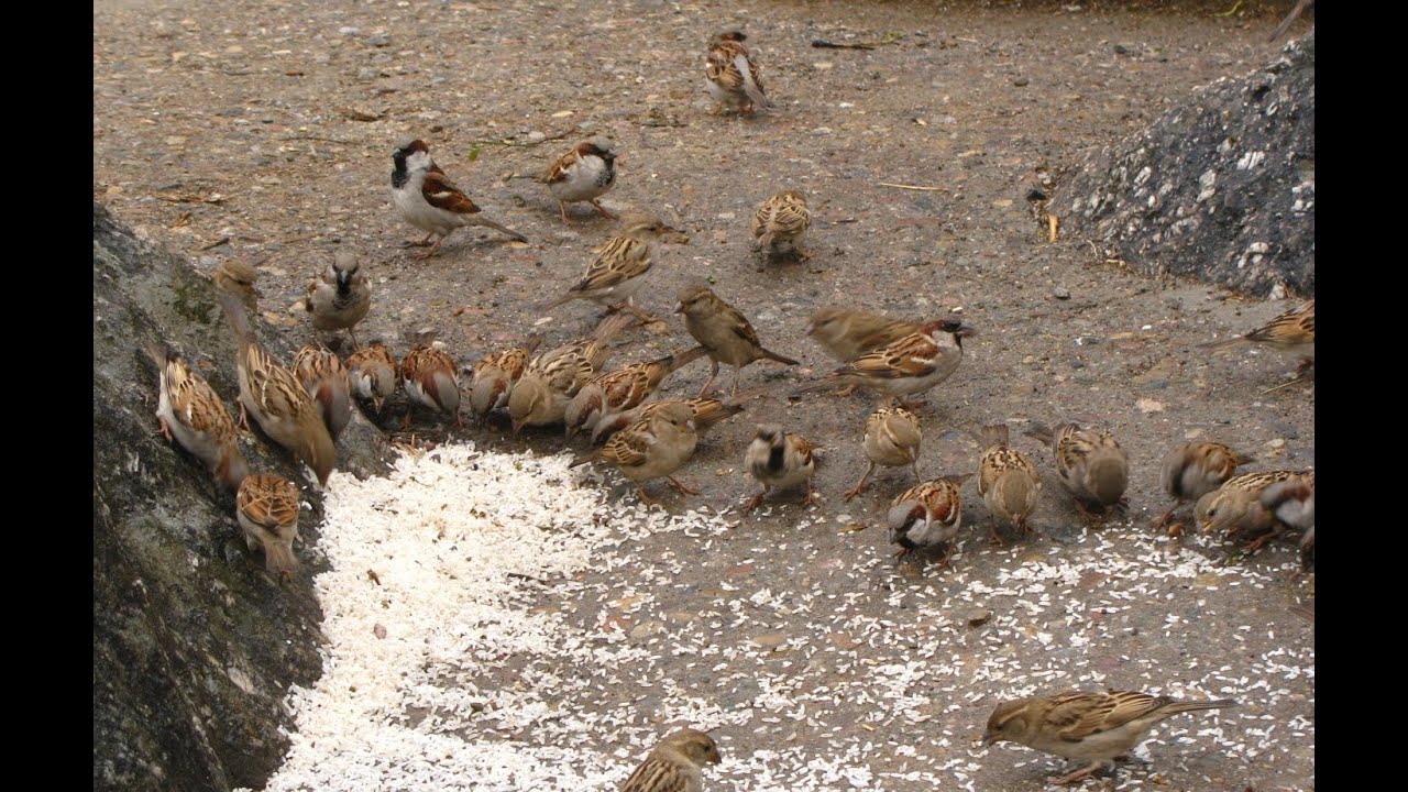Indian House Sparrow (Passer domesticus indicus) party !