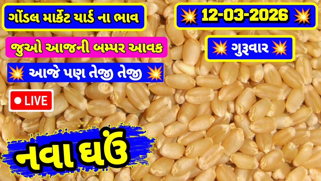 નવા ઘઉં ના ભાવ | 12-03-2026 | ગોંડલ નવા ઘઉંના ભાવ | Wheat Market Price | RJ Gondal Marketing Yard