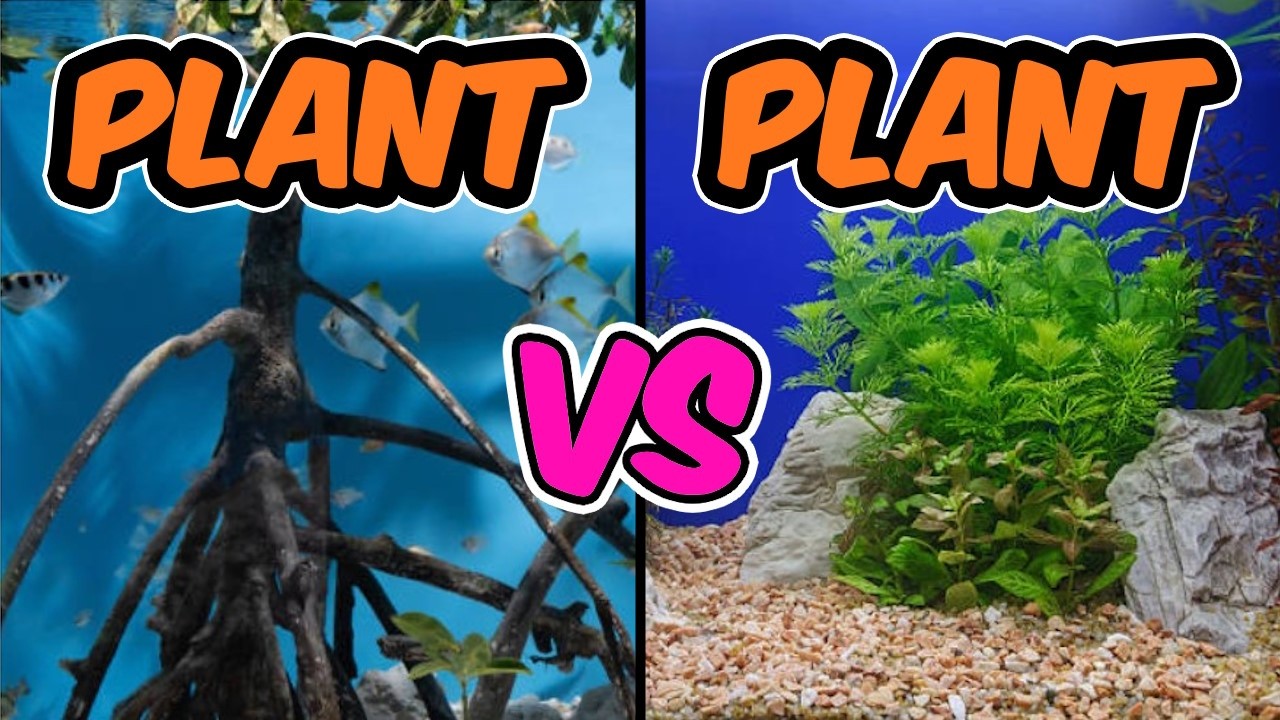 Aquarium Plants VS  Mangrove Plants - Which One Wins?