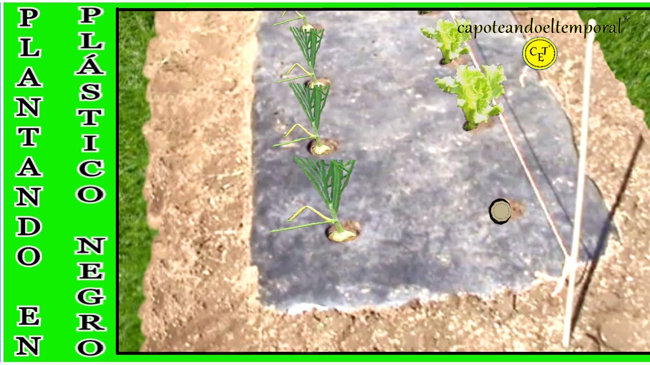 PLANTANDO EN PLÁSTICO NEGRO (en la huerta)