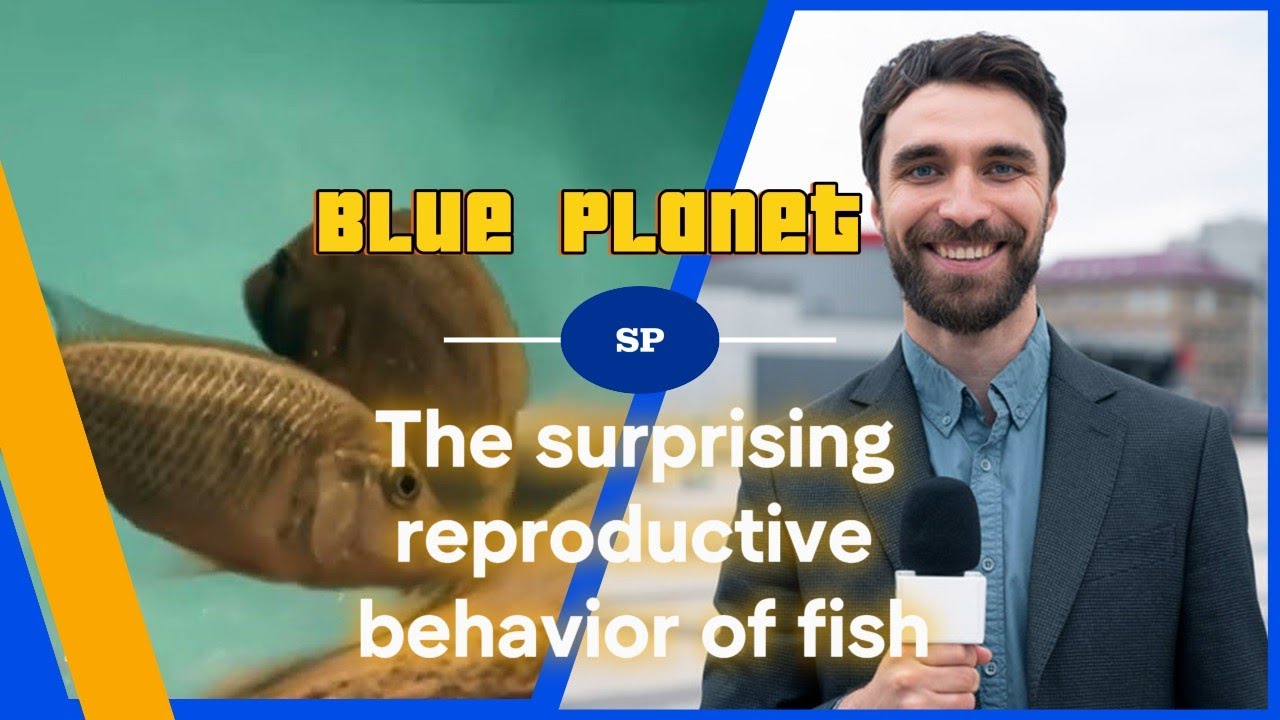 The surprising reproductive behavior of fish || Blue Planet