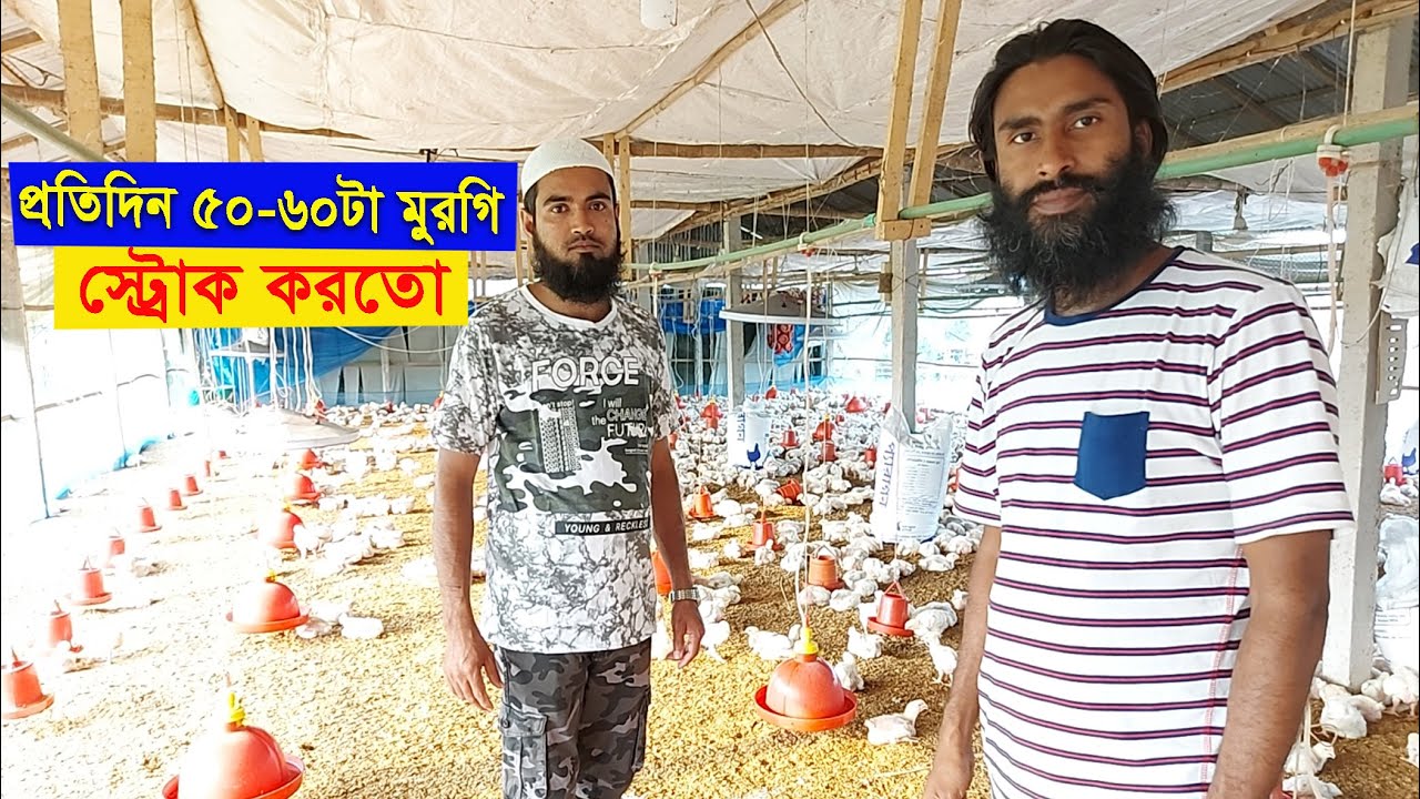 প্রতিদিনি ৫০ ৬০টা মুরগি স্ট্রোক করতো, এখন অনেক শান্তিতে আছেন ব্রয়লার খামারী ।। 01988883103
