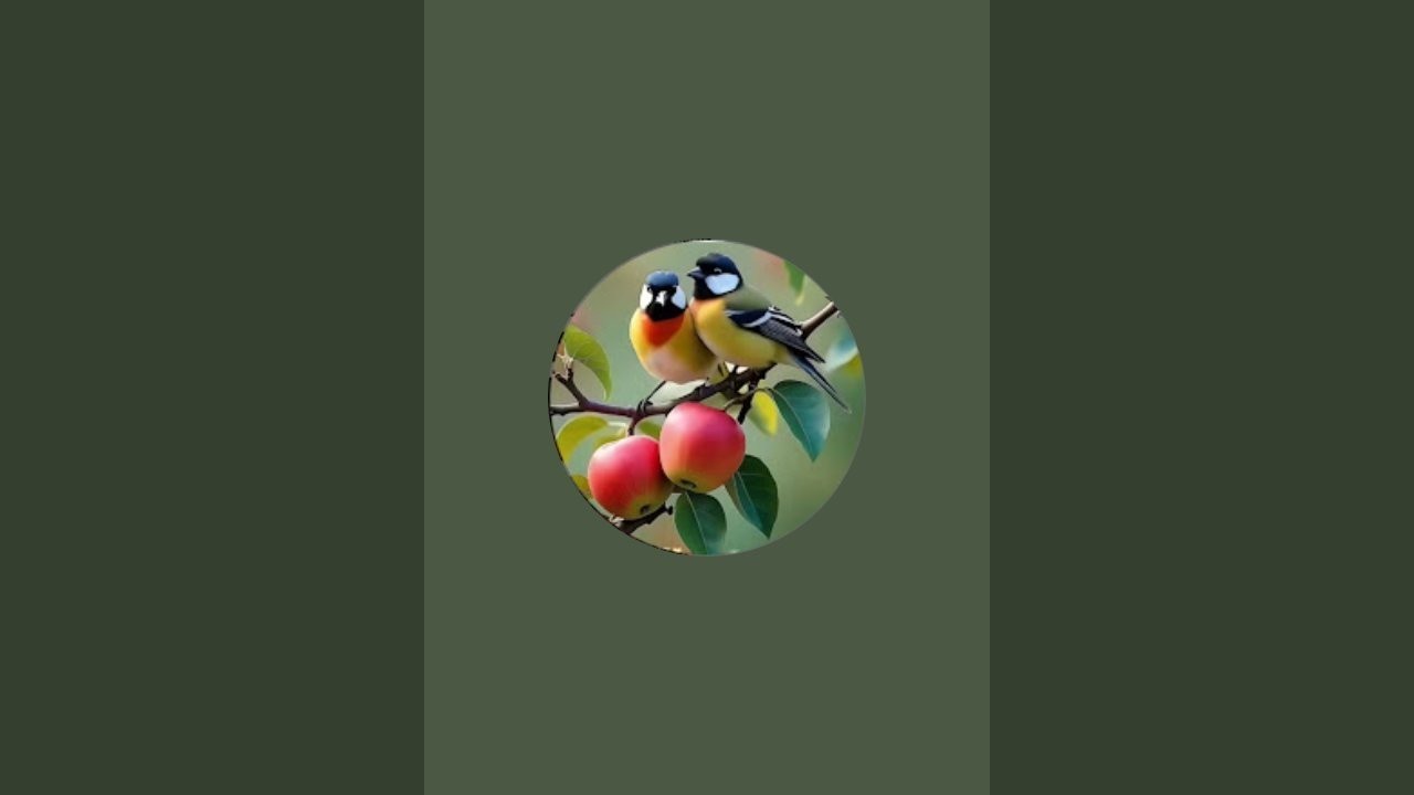 🕊️ অচিন পাখি 🕊️ is live!