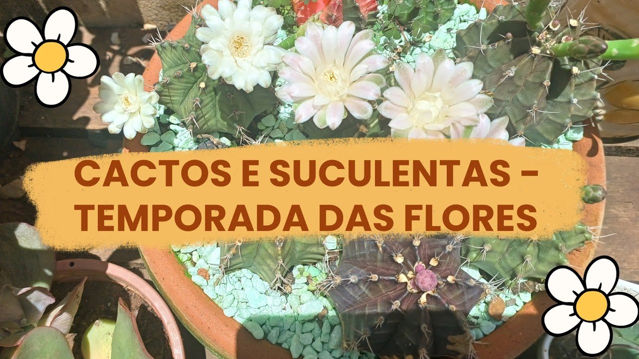 Temporada das Flores dos cactos e suculentas. 