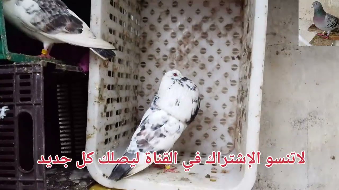 توليعة مسائية مع الحمام الزاجل وسيفينوس لاتنسو الإشتراك في القناة ليصلك كل جديد 