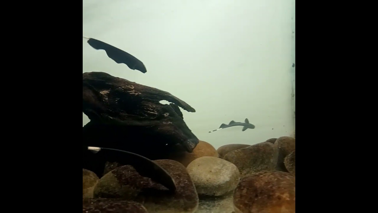 Spotting the Black Ghost fish @ Aquariam