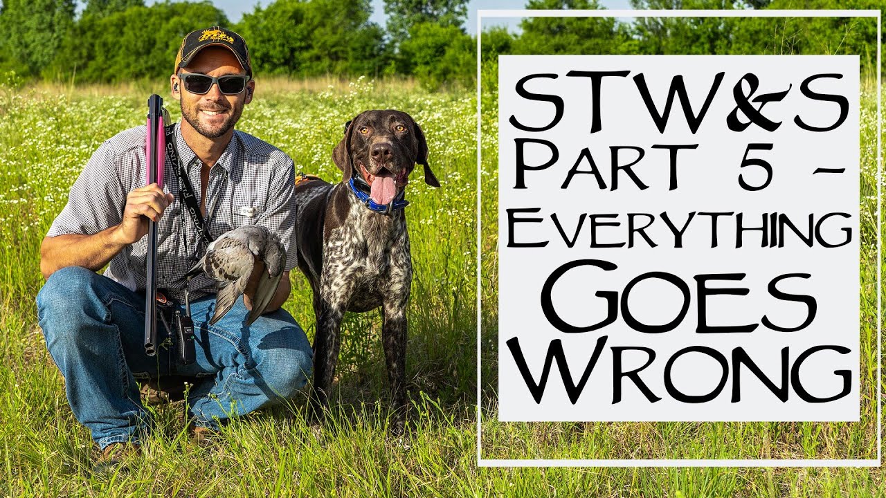 Hunting Dog Training - Steady To Wing and Shot - Step 5 - Everything Goes Wrong