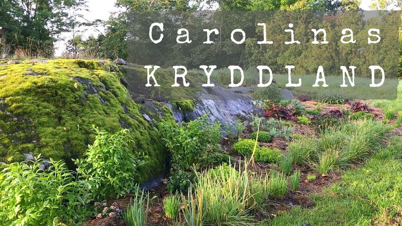 Carolinas täckodlade kryddland