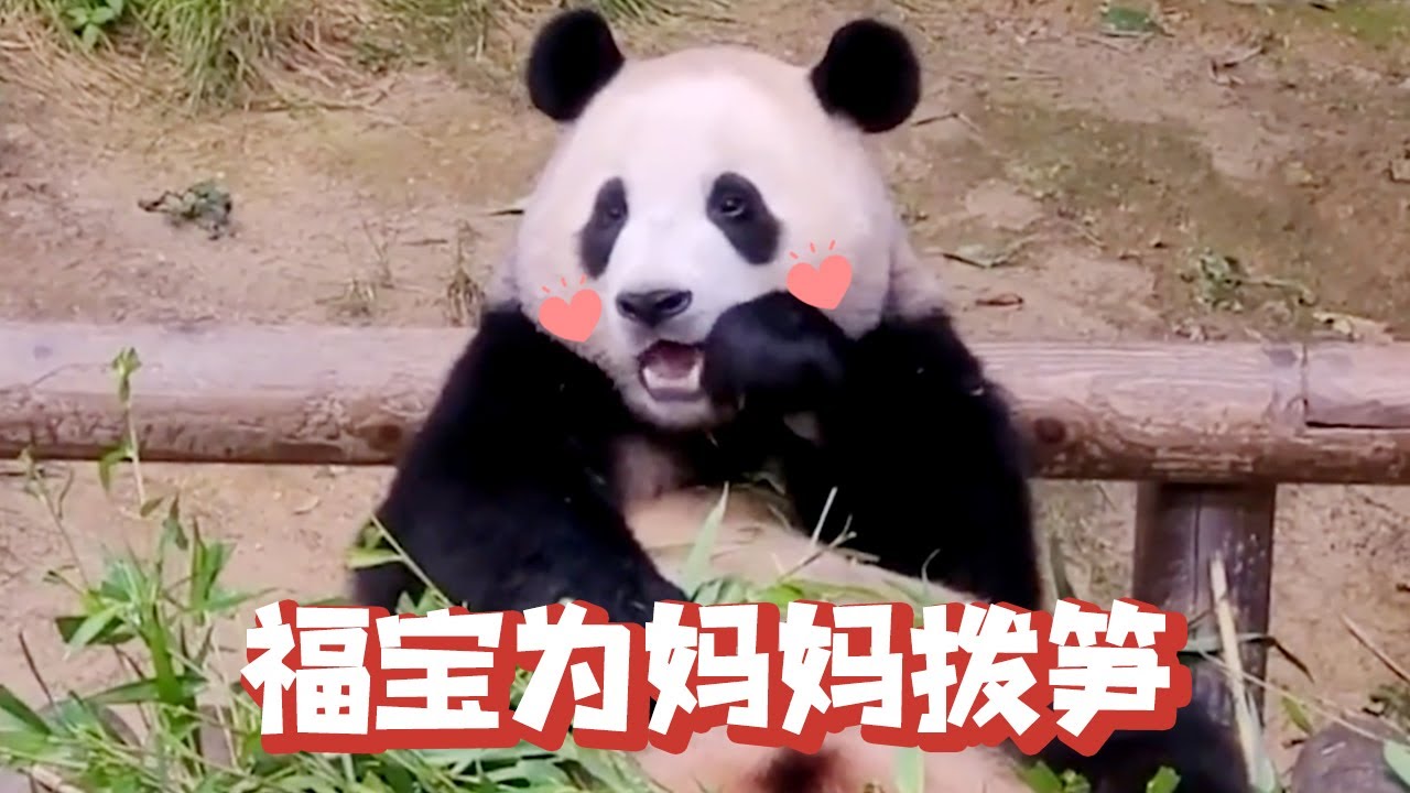 福宝为妈妈拨大竹笋，整整齐齐放在床上，乖得令人心疼【追娱秀场】