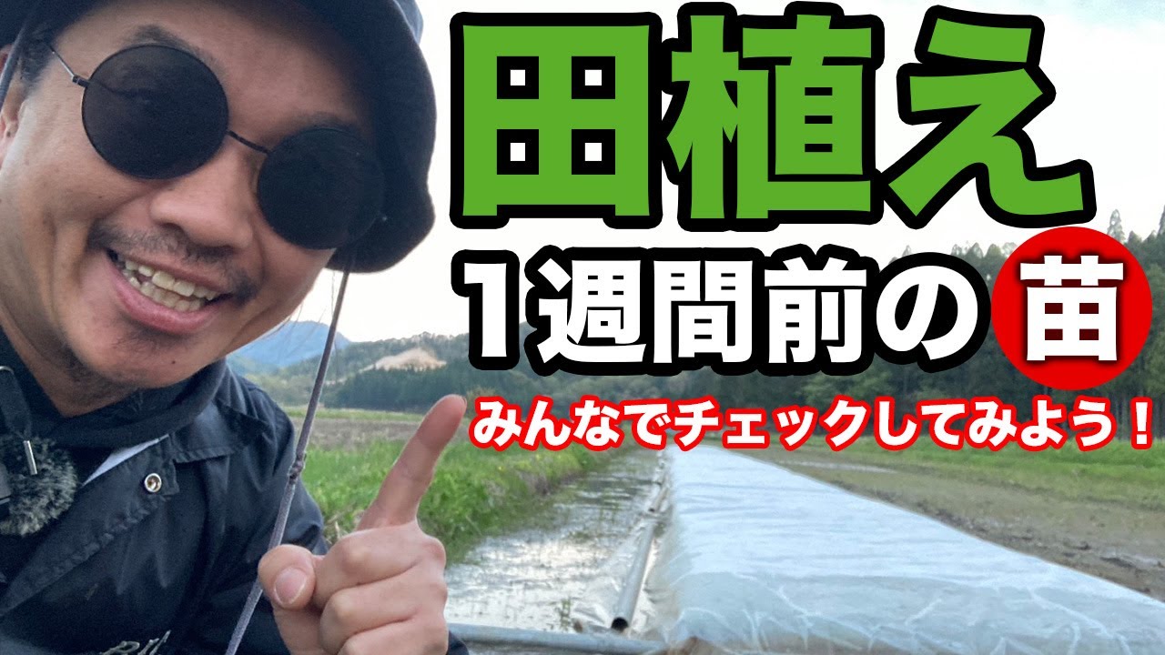 田植え1週間前の苗をチェック！(RICE IS COMEDY®︎)