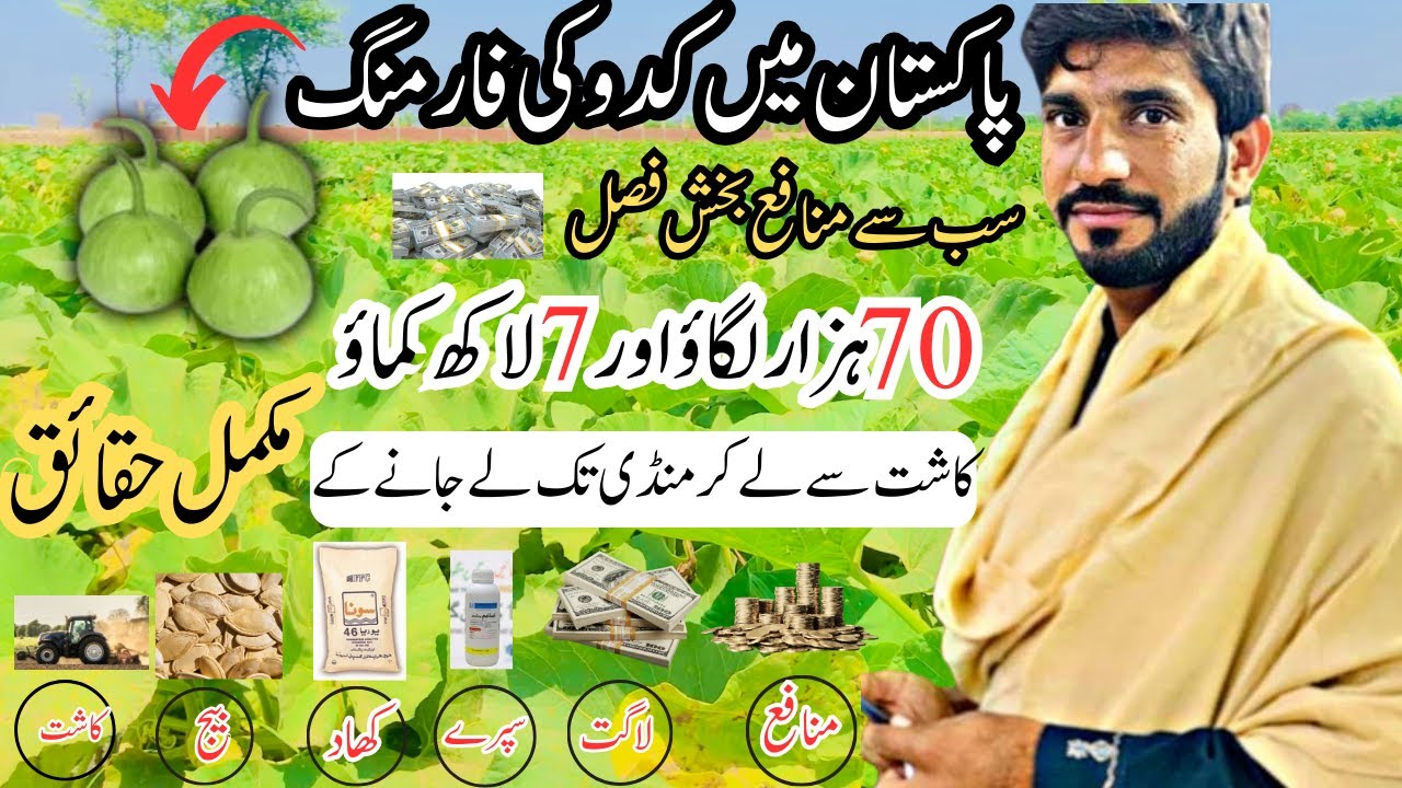 kadu farming in Pakistan | kadu crop in Pakistan | kaddu ki kasht