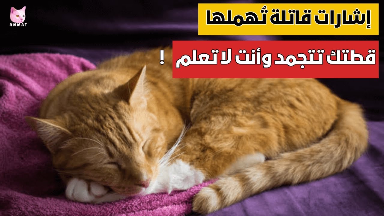 لا تتجاهلها! 7 إشارات خطيرة تكشف أن قطتك تتجمد من البرد 🥶😿