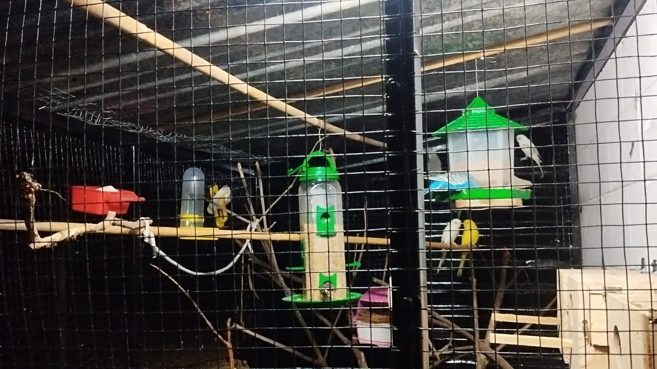 My Budgie new home. 2025