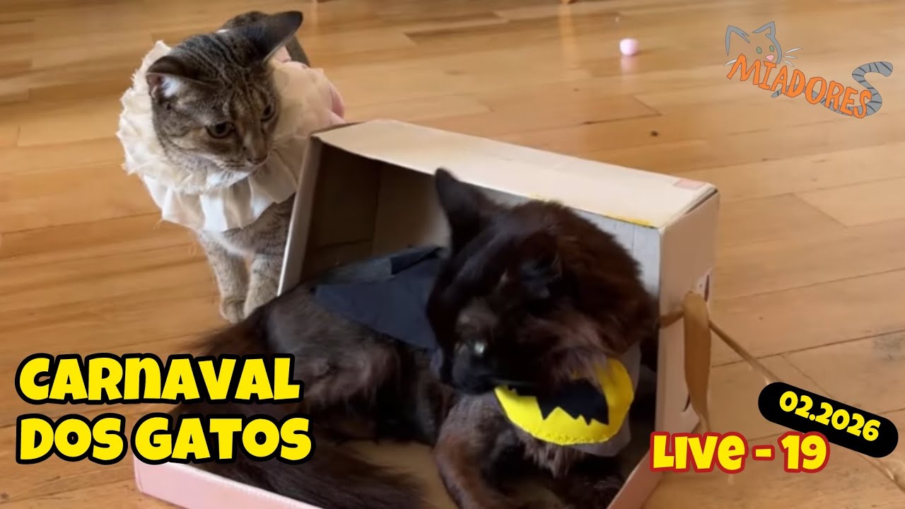 19 - Desfile de Carnaval dos Gatos