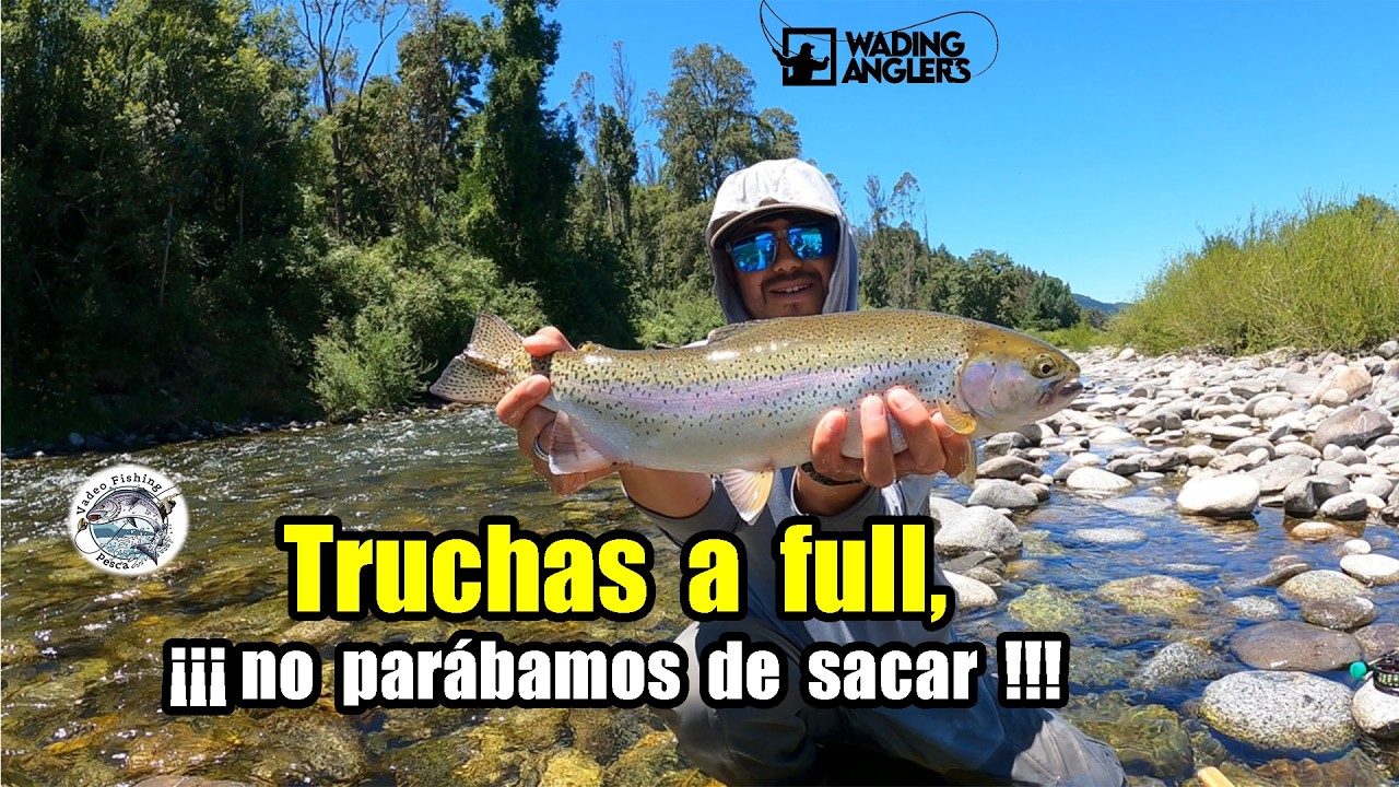 Truchas a full, en verano... Pesca con mosca en ríos del sur de Chile.