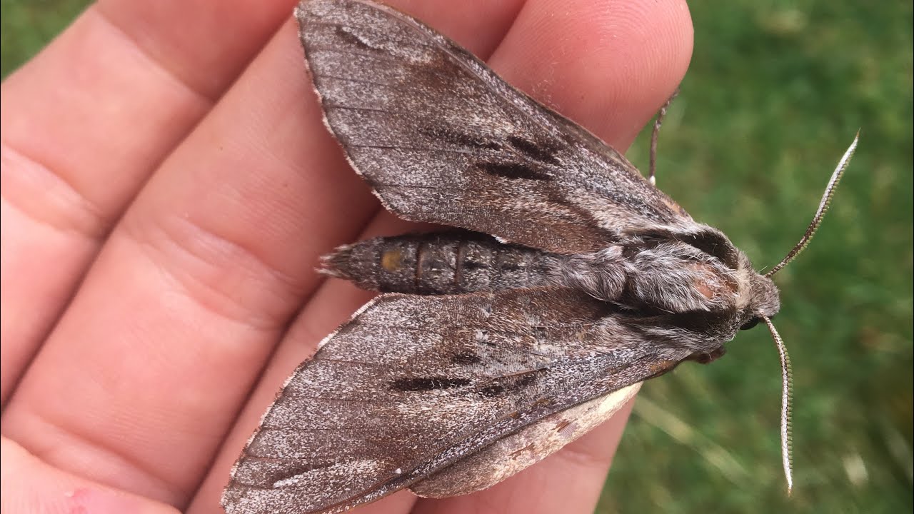 Moth trap July 13th 2025