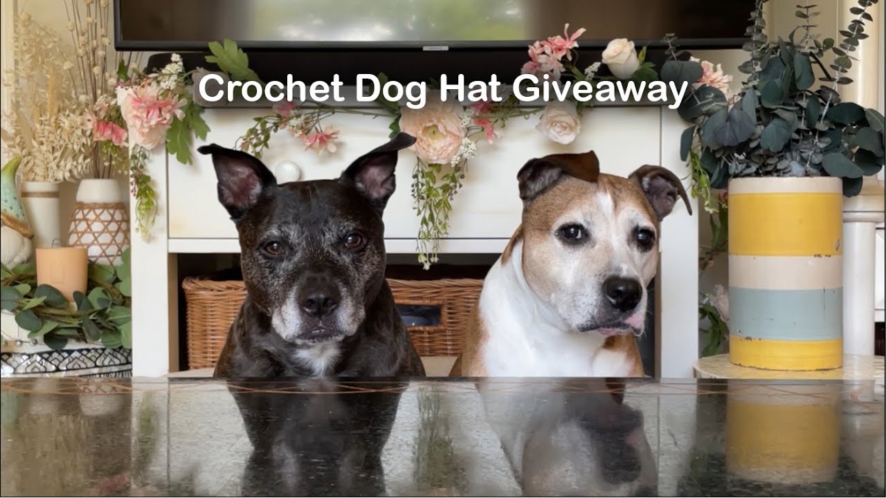 Introduction & Crochet Dog Hat Giveaway [CLOSED]
