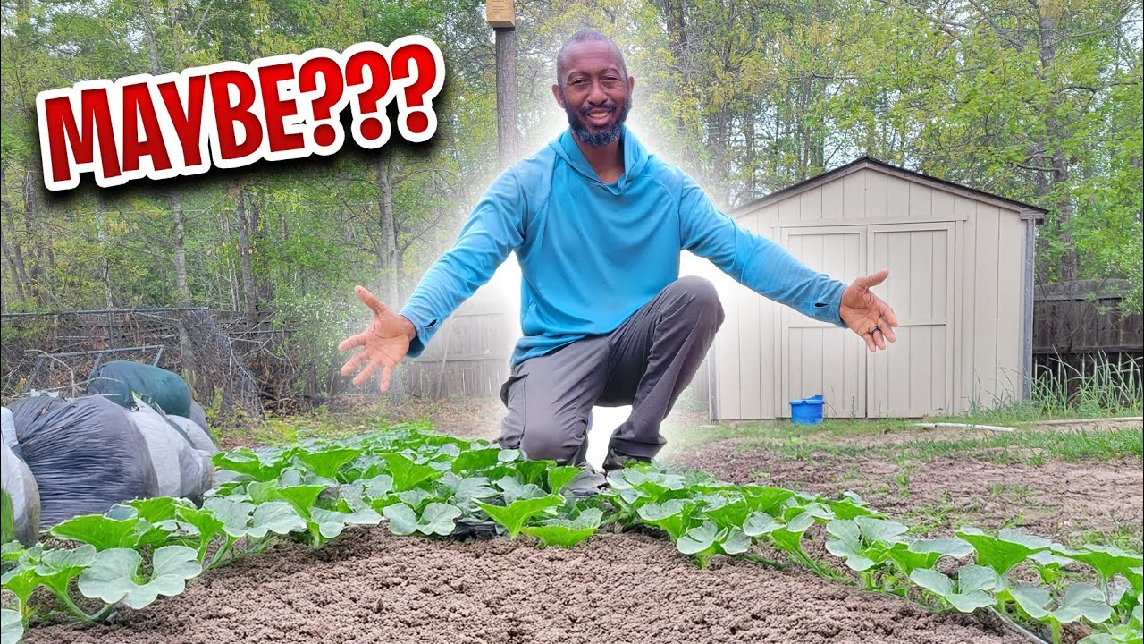 Do Watermelons Really Need Mounds? Here's What You Need to Know! #watermelon